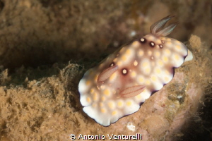 Goniobranchus hintuanensis by Antonio Venturelli 